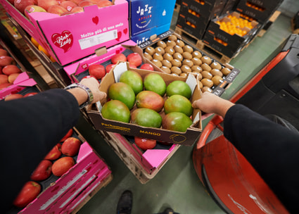 Hände halten Schachtel mit Mangos Hände halten Schachtel mit Mangos